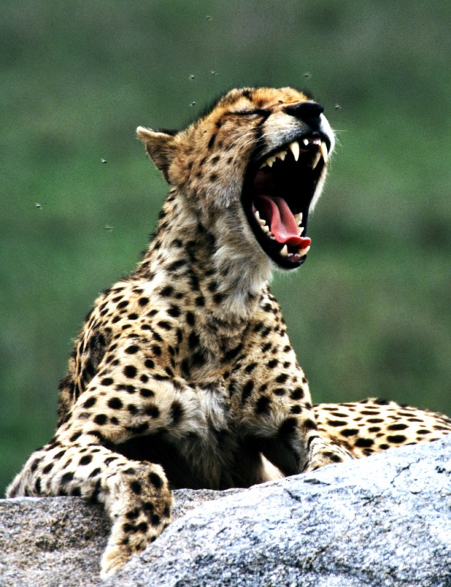 Cheetah with flies