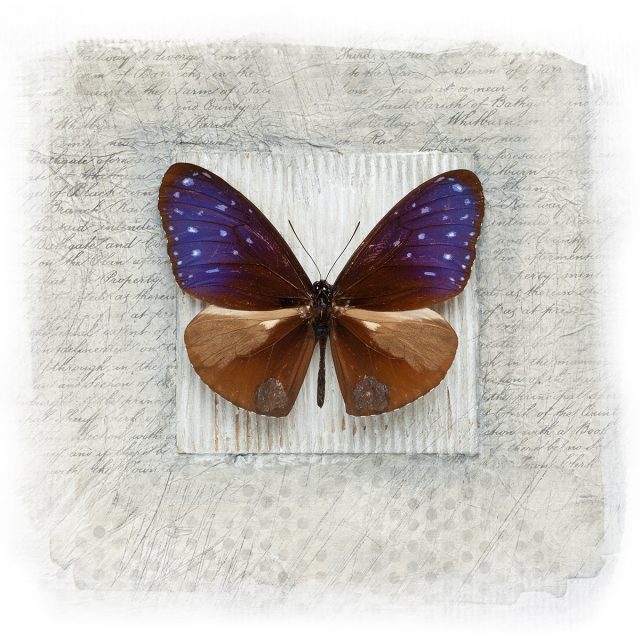 The Butterfly Specimen - Stan Farrow