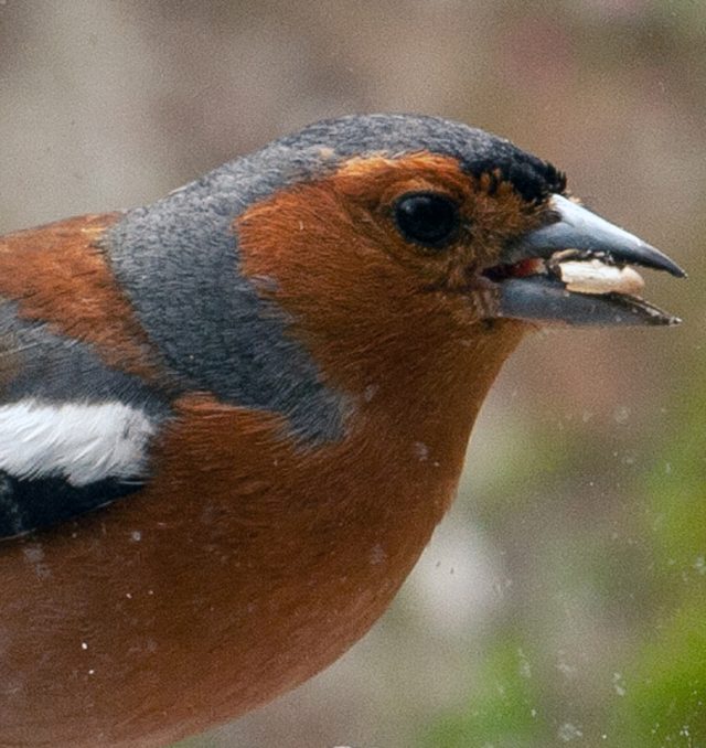 male chaffinch with seed