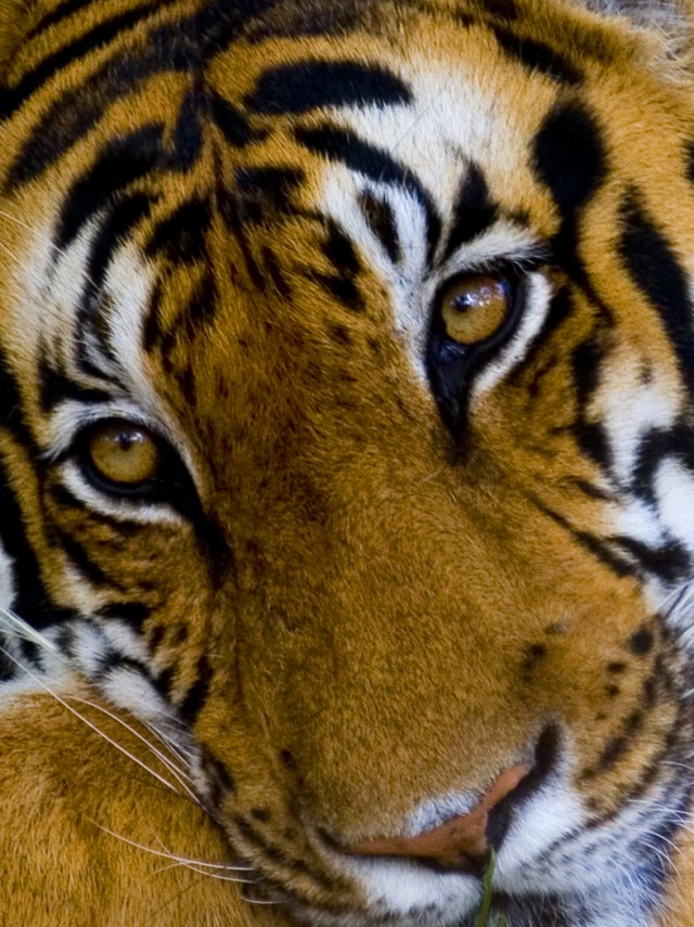 Female tiger