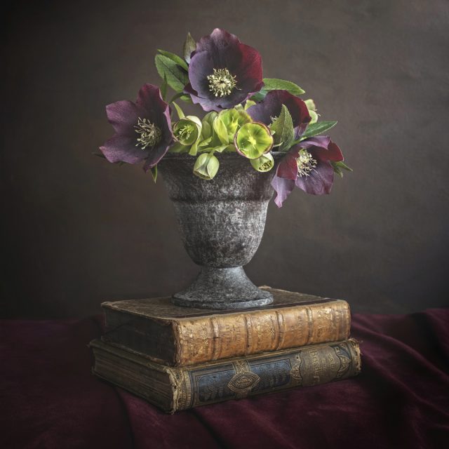 Still life with Hellebores
