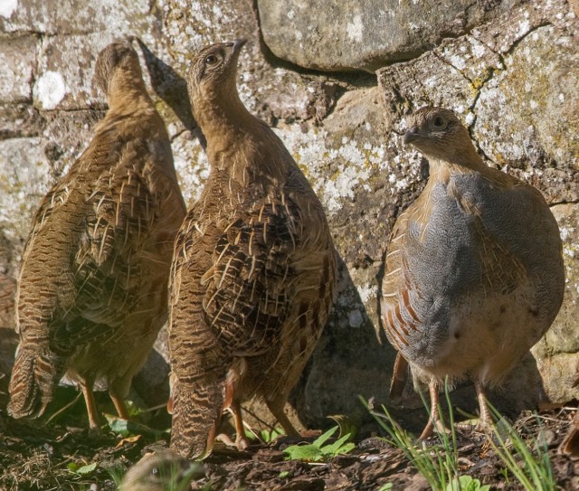 Grey Partridge covey where do we go from here