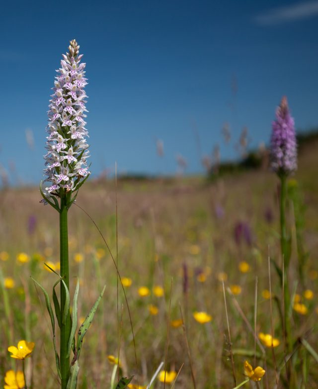 Common Spotted Orchid - John Peacock