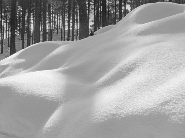 Forest In Snow Richard Cormack