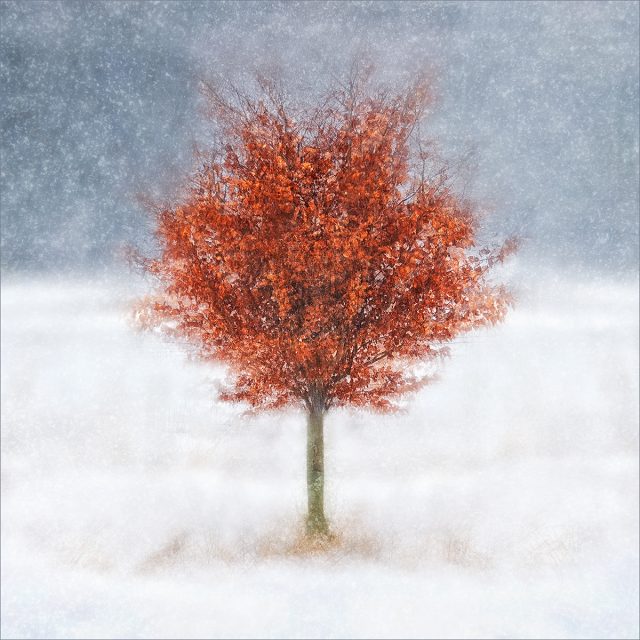 001 Beech Tree in Winter