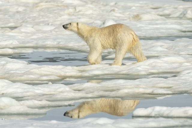 Polar Bear - Reflection Walking On Ice