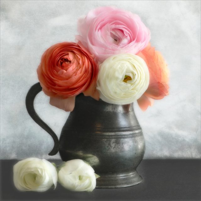 Ranunculus and Pewter