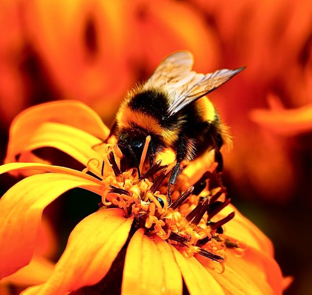 Beauty is in the Eye of the Bee-Holder