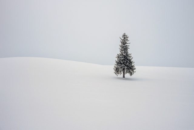 Lone Christmas Tree by Philip Graham
