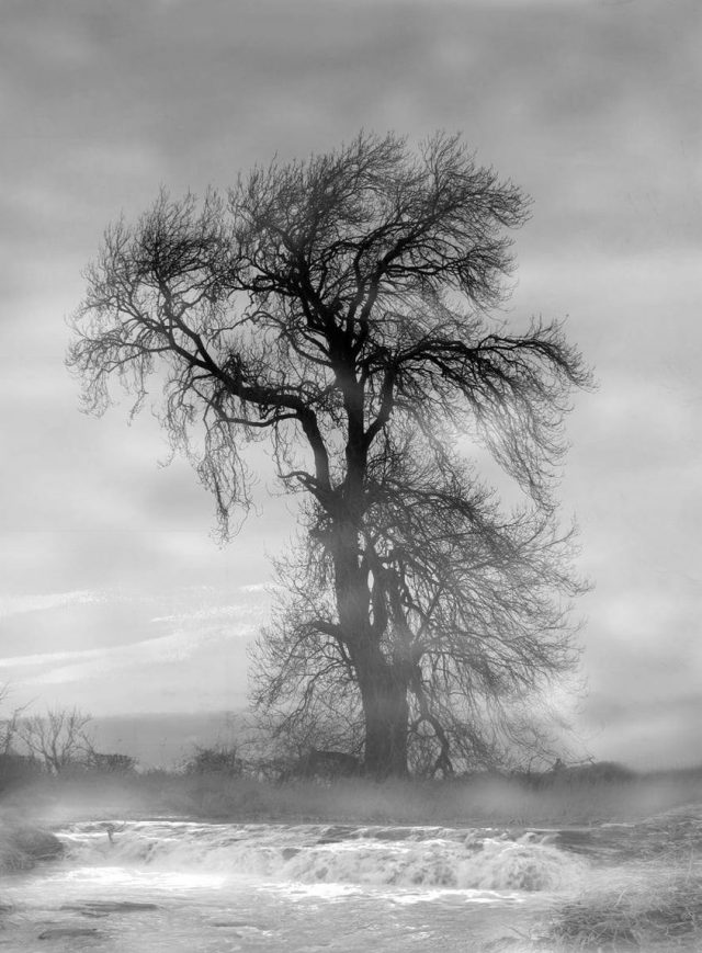 Misty-Tree-Joan-Riddell