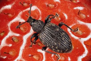 Weevil-on-Strawberry
