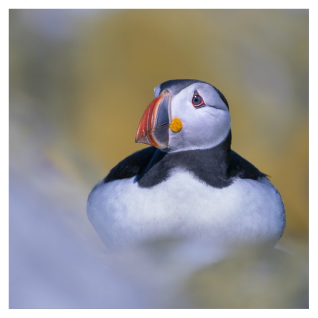 26A-Rather-Well-Fed-Puffin